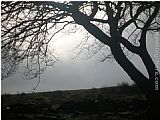Tree 2012